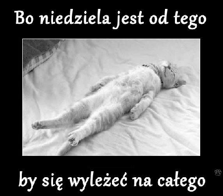 Kot leży całą niedzielę